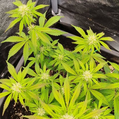 Judite growlog timeline photo