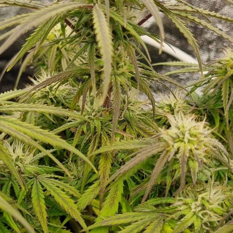 Paloma growlog timeline photo