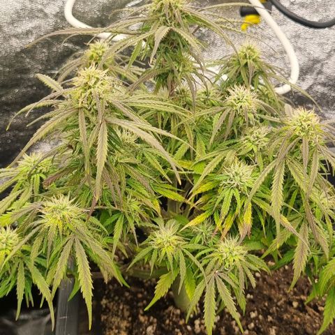 Paloma growlog timeline photo