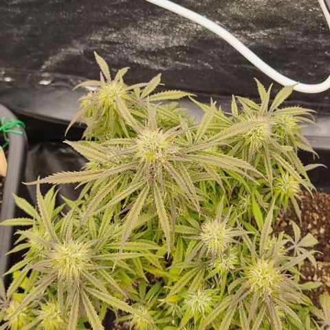 Paloma growlog timeline photo