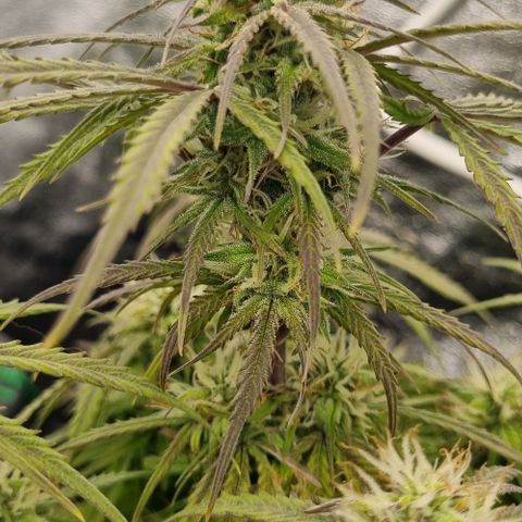 Paloma growlog timeline photo