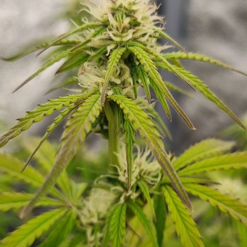 Judite growlog timeline photo