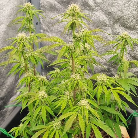 Judite growlog timeline photo