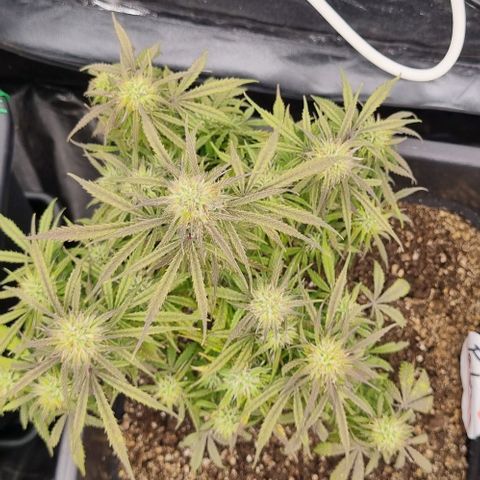 Paloma growlog timeline photo