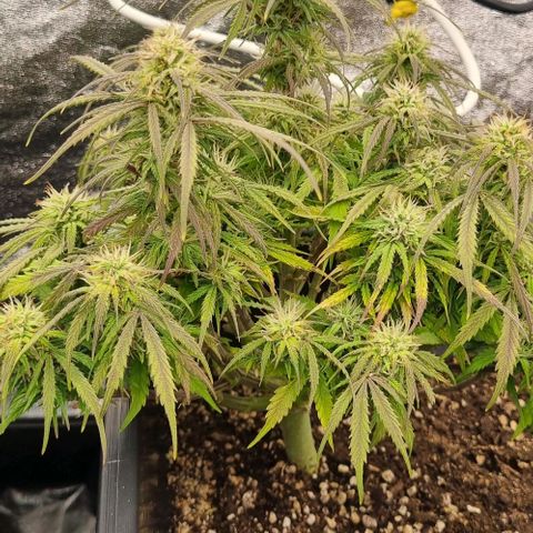 Paloma growlog timeline photo
