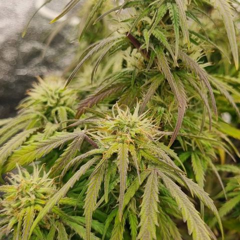 Paloma growlog timeline photo