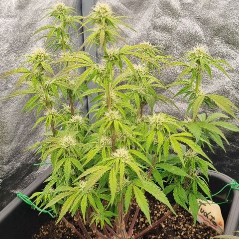 Judite growlog timeline photo
