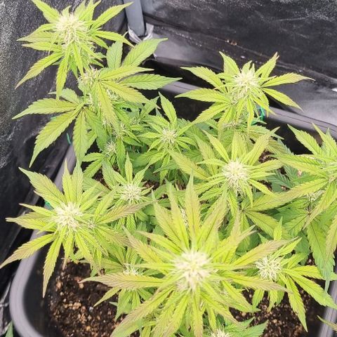 Judite growlog timeline photo