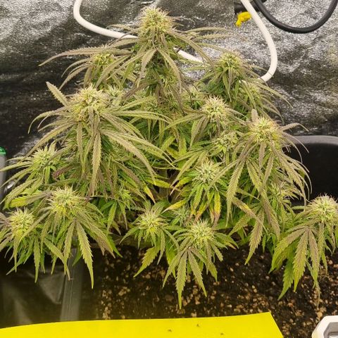 Paloma growlog timeline photo