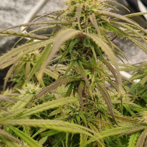 Paloma growlog timeline photo
