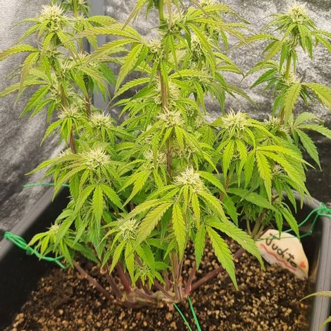 Judite growlog timeline photo