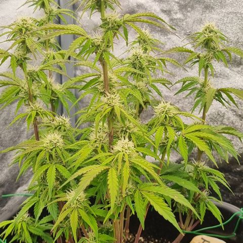 Judite growlog timeline photo
