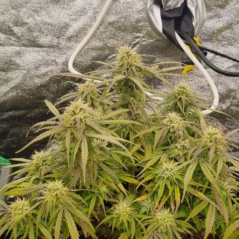 Paloma growlog timeline photo