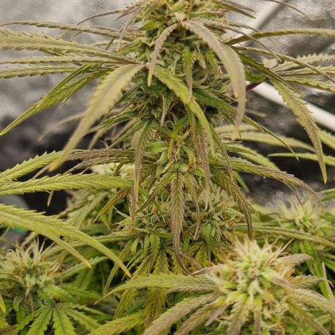 Paloma growlog timeline photo