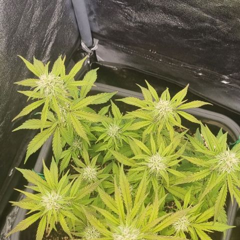 Judite growlog timeline photo