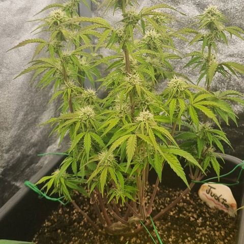 Judite growlog timeline photo