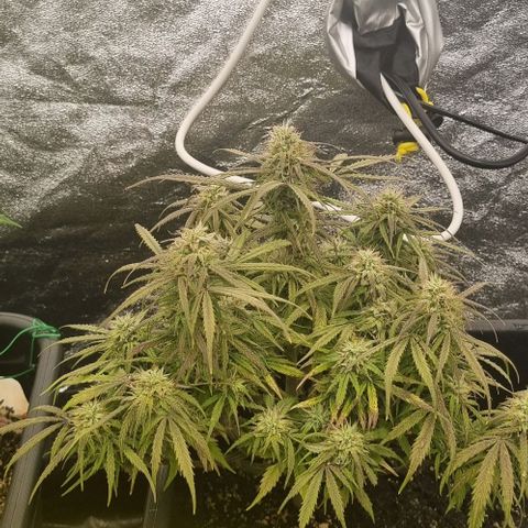 Paloma growlog timeline photo