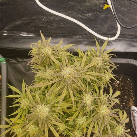 Paloma growlog timeline photo