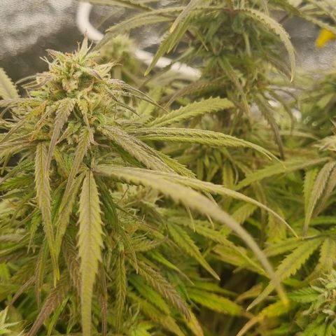 Paloma growlog timeline photo