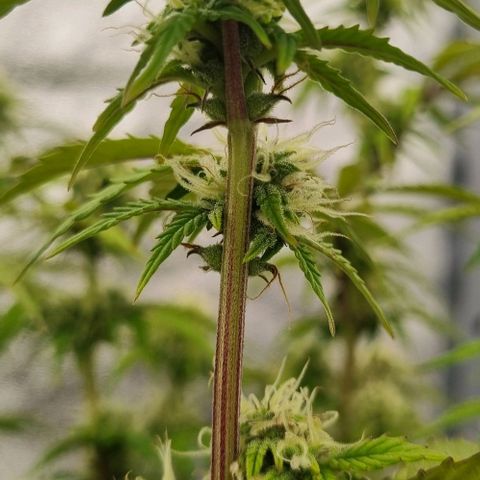 Judite growlog timeline photo