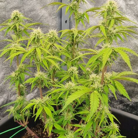 Judite growlog timeline photo