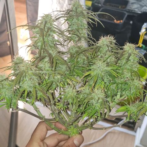 Paloma growlog timeline photo