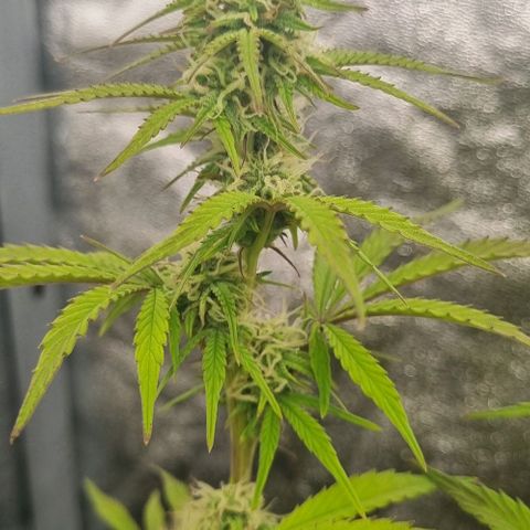 Judite growlog timeline photo
