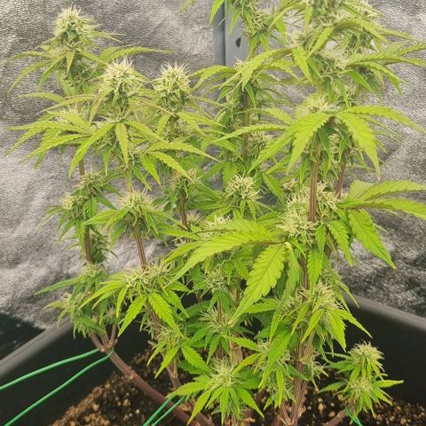 Judite growlog timeline photo