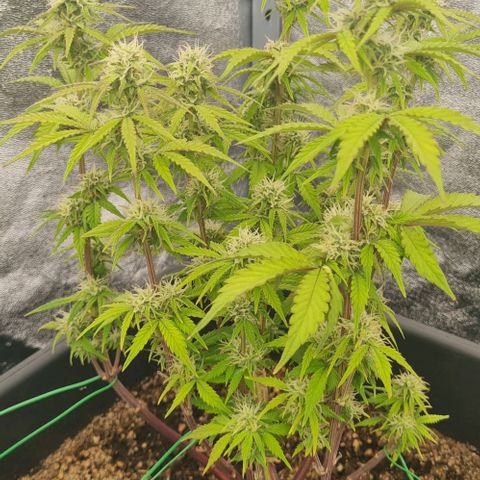 Judite growlog timeline photo