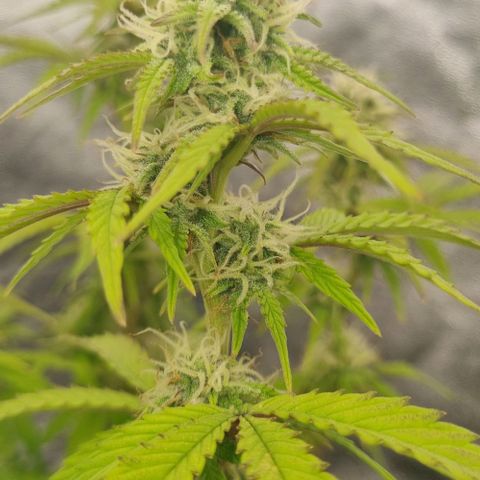 Judite growlog timeline photo