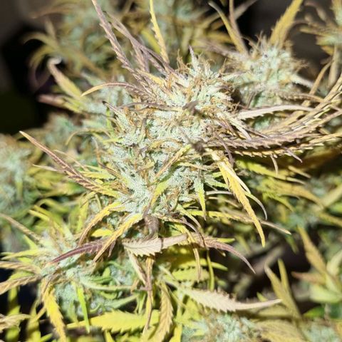 Paloma growlog timeline photo