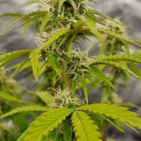 Judite growlog timeline photo