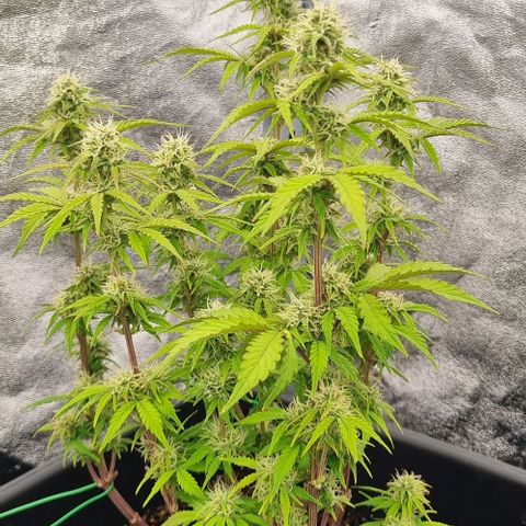 Judite growlog timeline photo