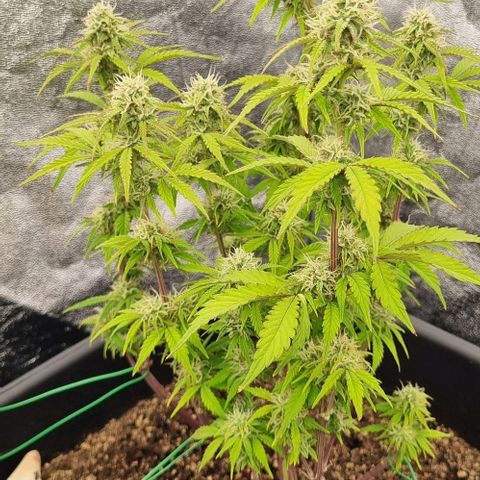 Judite growlog timeline photo