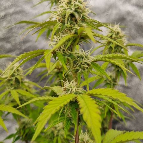 Judite growlog timeline photo