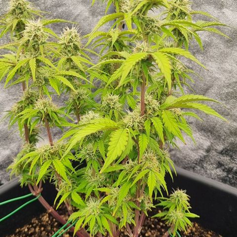 Judite growlog timeline photo