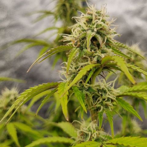 Judite growlog timeline photo