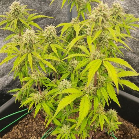 Judite growlog timeline photo