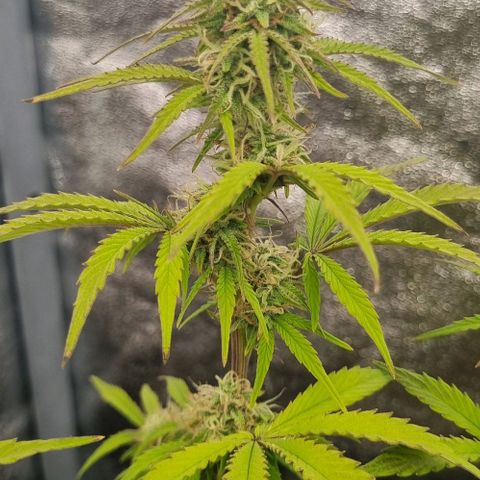 Judite growlog timeline photo