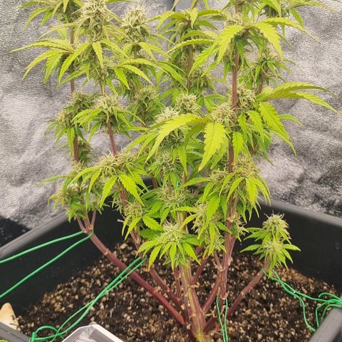 Judite growlog timeline photo
