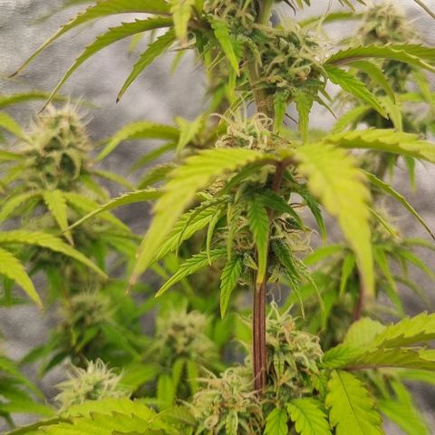 Judite growlog timeline photo