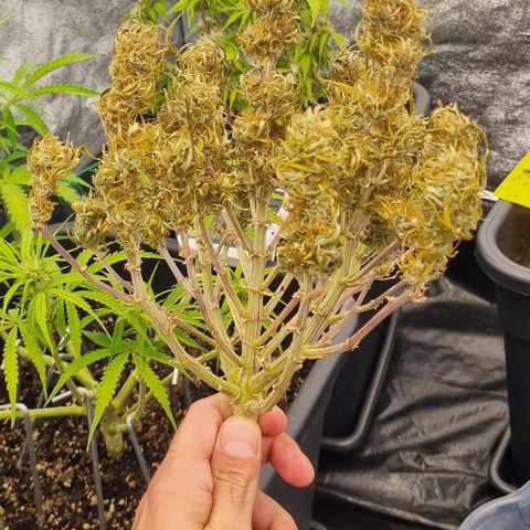 Paloma growlog timeline photo