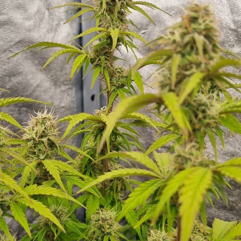 Judite growlog timeline photo