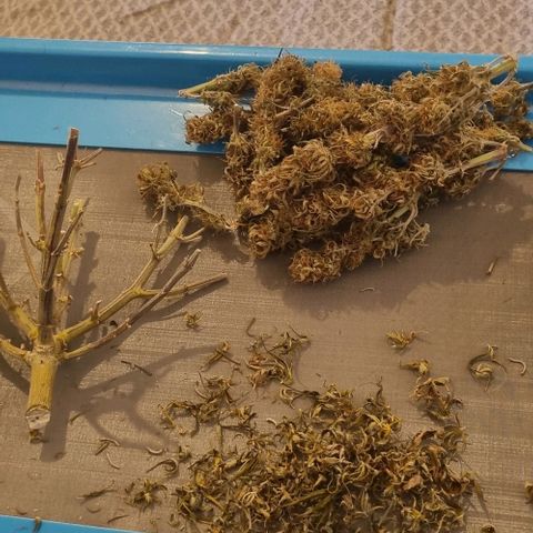Paloma growlog timeline photo