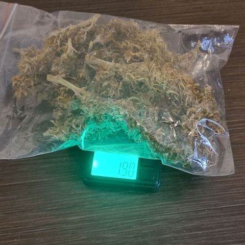 Paloma growlog timeline photo
