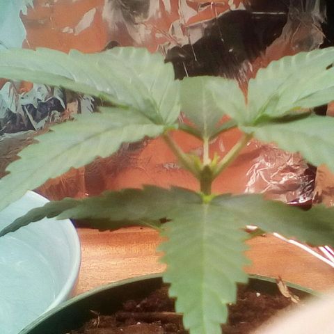Green Crack growlog timeline photo