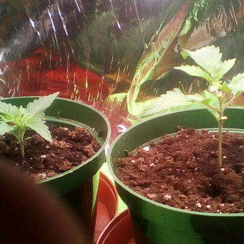 Green Crack growlog timeline photo