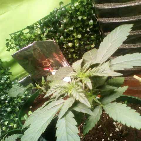Green Crack growlog photo: Looking good. 