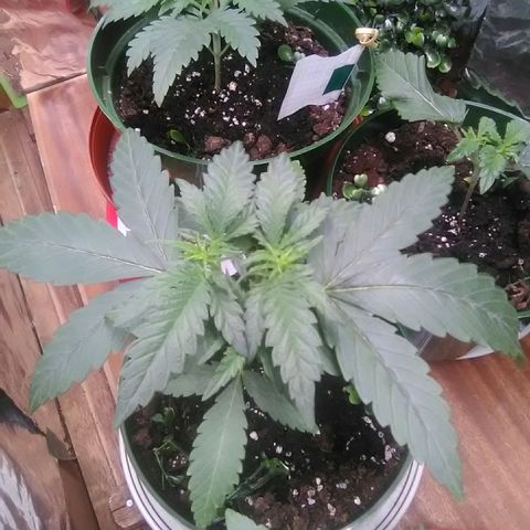Green Crack growlog photo: Day 12 under the lights