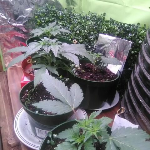 Green Crack growlog photo: Day 12 under the lights